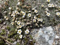 Myosotis pulvinaris