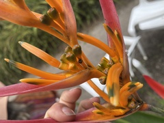 Zagreus decempunctatus