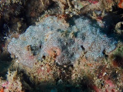 Cycloseris explanulata