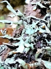 Hypogymnia imshaugii