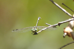 Austroepigomphus praeruptus