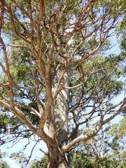 Eucalyptus obliqua