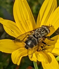 Archytas marmoratus