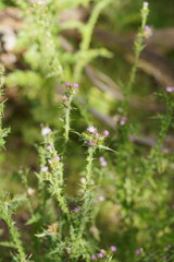 Carduus tenuiflorus