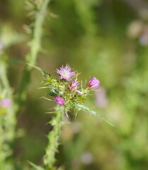 Carduus tenuiflorus