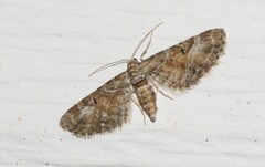Eupithecia anticaria