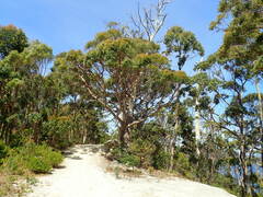 Eucalyptus obliqua