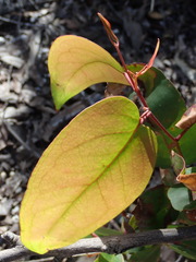 Eucalyptus obliqua