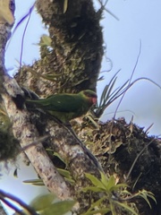 Saudareos johnstoniae