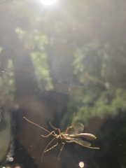 Enicospilus americanus-complex