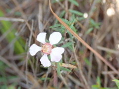 Euryomyrtus ramosissima