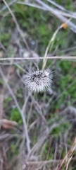 Gaillardia
