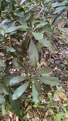 Anacardiaceae