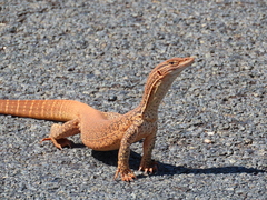 Varanus gouldii