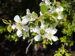 Leptospermum scoparium