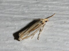 Crambus saltuellus