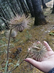 Cirsium nivale
