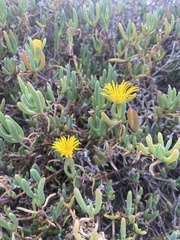 Malephora lutea