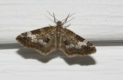 Perizoma alchemillata