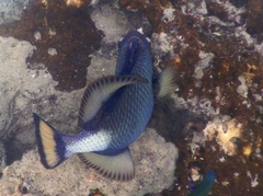 Balistoides viridescens