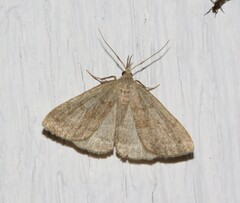 Phalaenostola metonalis