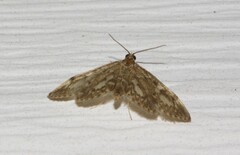 Anania tertialis