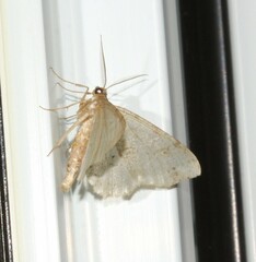 Melanolophia signataria