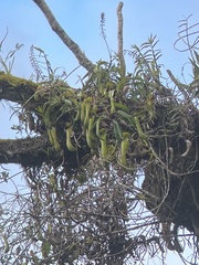 Nepenthes tboli