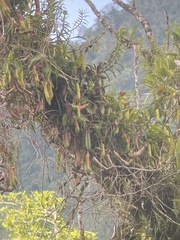 Nepenthes tboli