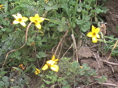 Bidens triplinervia