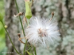 Senecio sylvaticus
