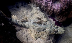 Cymbacephalus beauforti