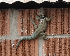 Sceloporus cyanogenys