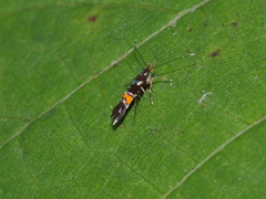 Cosmopterix