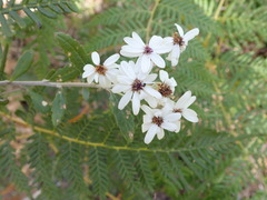 Olearia phlogopappa