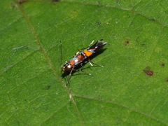Cosmopterix