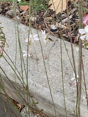 Aculeata
