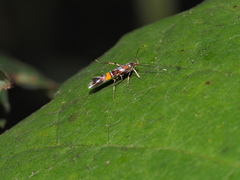 Cosmopterix