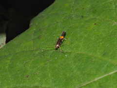 Cosmopterix