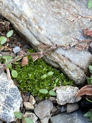 Hyophila involuta