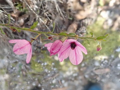 Tetratheca labillardierei