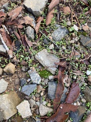 Hyophila involuta