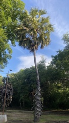 Borassus flabellifer