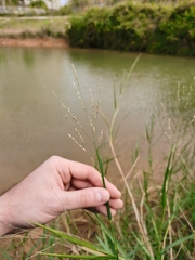 Panicum repens