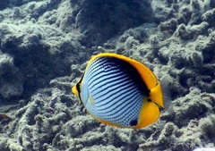 Chaetodon melannotus
