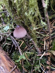 Mycena purpureofusca