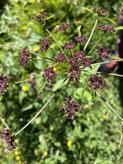 Lomatium dissectum