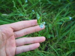 Myosotis arvensis