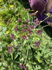 Lomatium dissectum