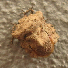 Cyrtocoris